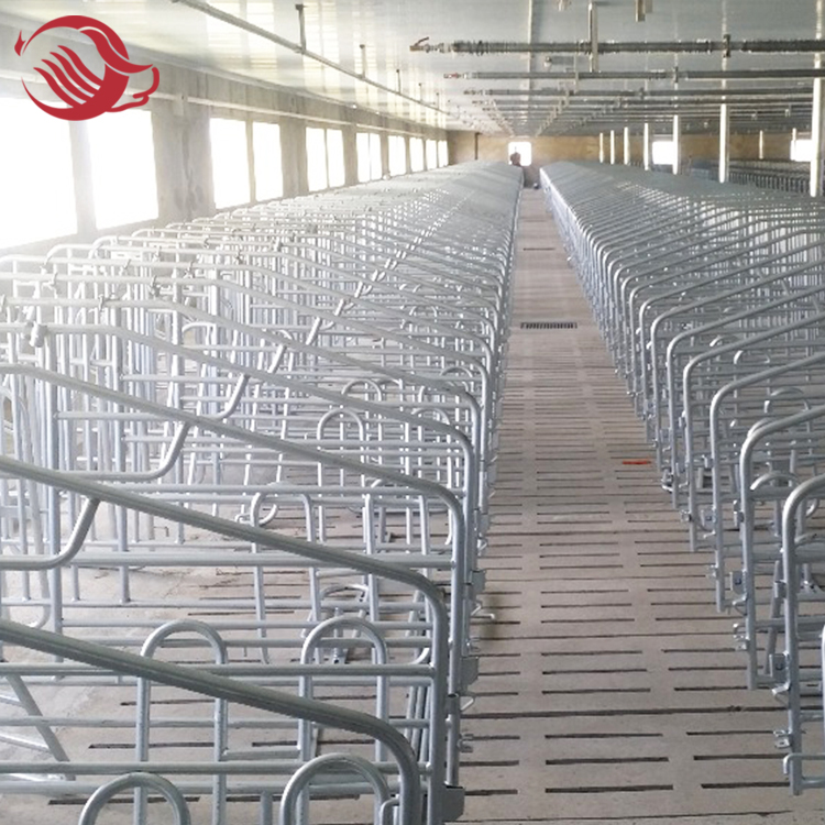 Pig farm equipment gestation crate for pig